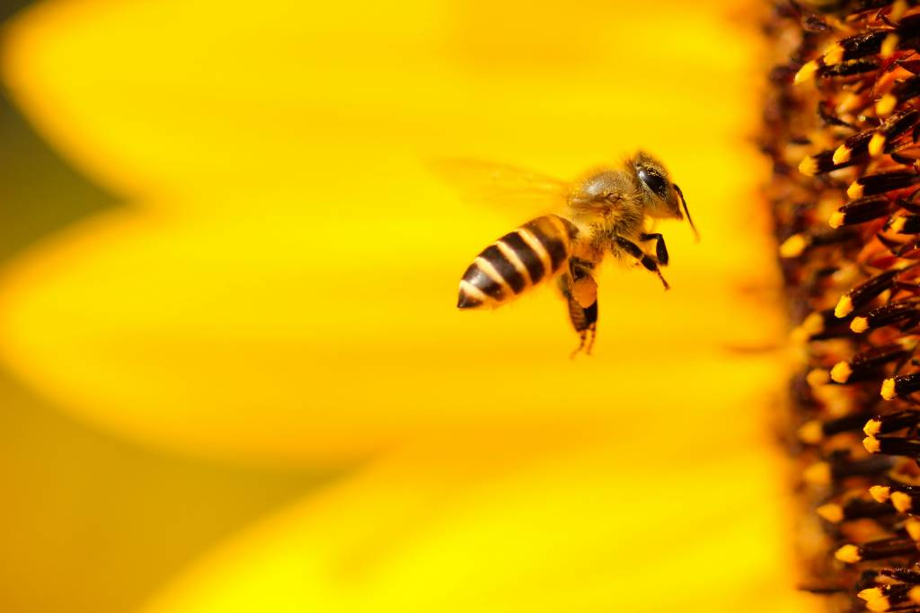 Buzzing about honeybees