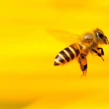Buzzing about honeybees