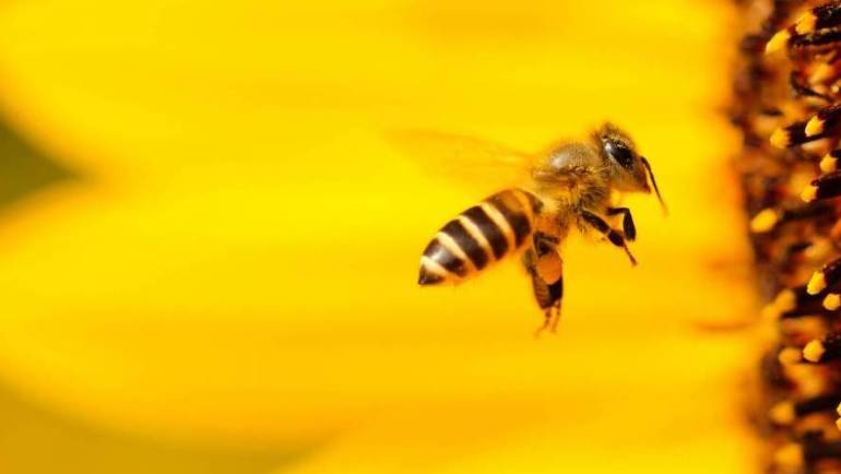 Buzzing about honeybees